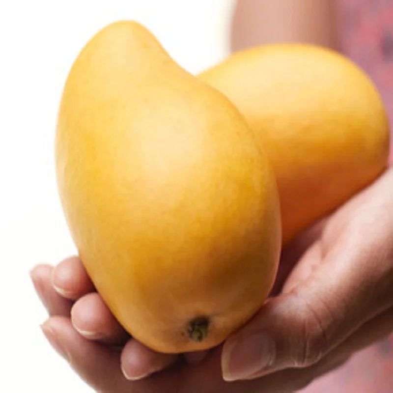 Fresh fruit green/Yellow organic mango Available
