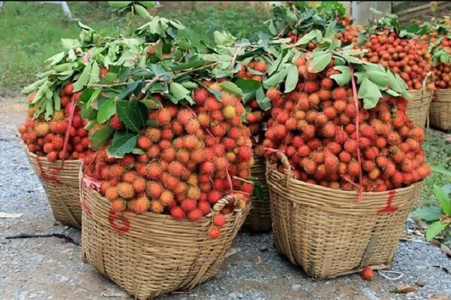 High quality competitive price fresh RAMBUTANT from Viet Nam