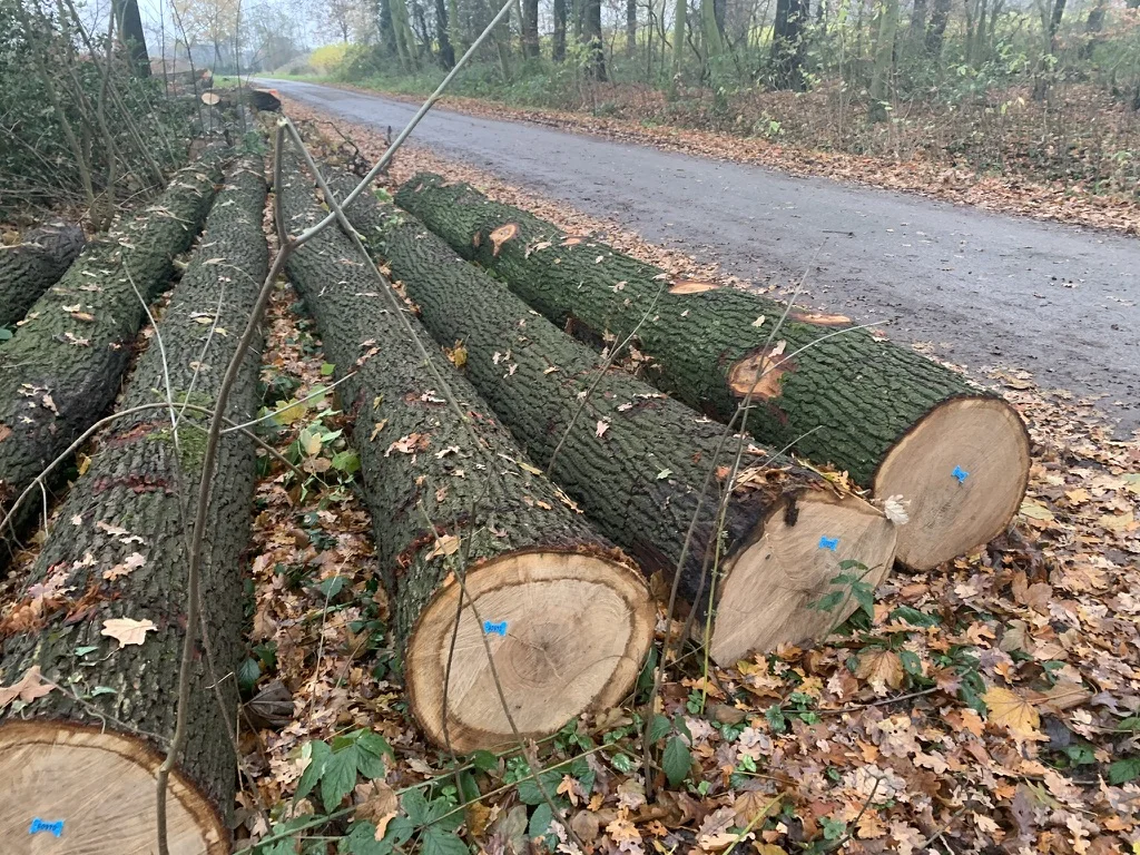 Белые бревна