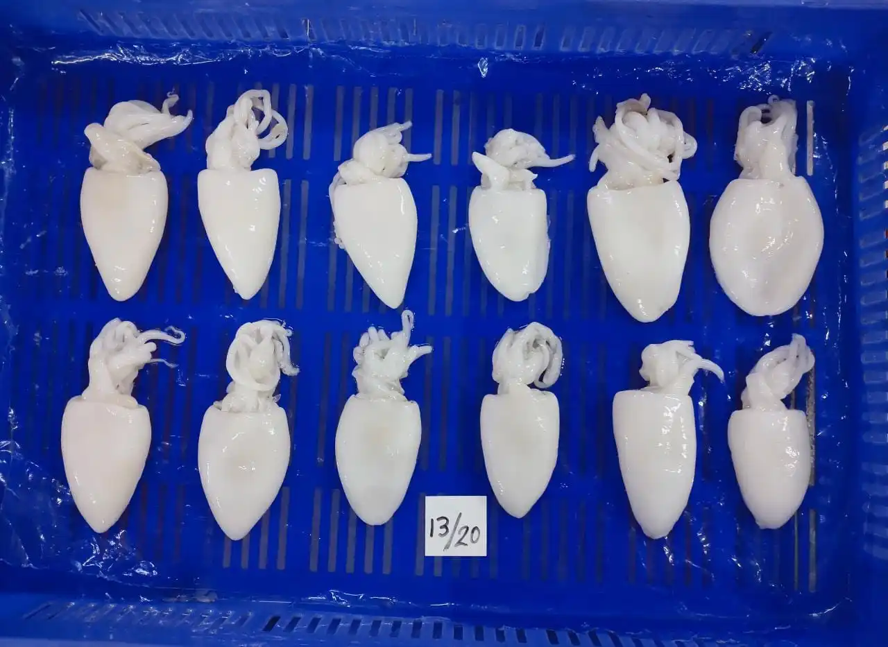 Individual frozen Cuttlefish whole cleaned from India, Cuttlefish frozen