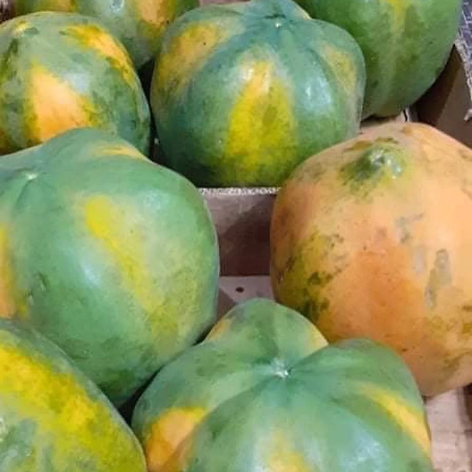 
Premium Wholesale Fresh Papaya 