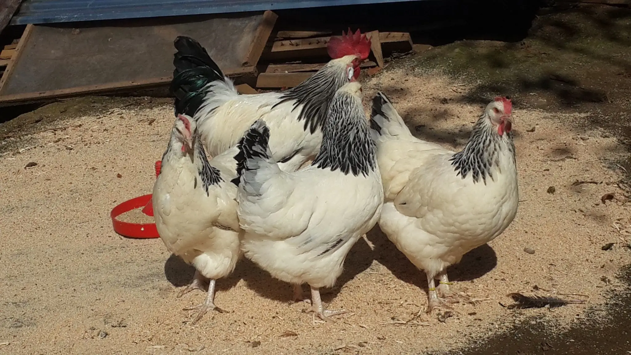 Fertilized egg of special chicken breed Light Sussex from Turkey best price High Quality