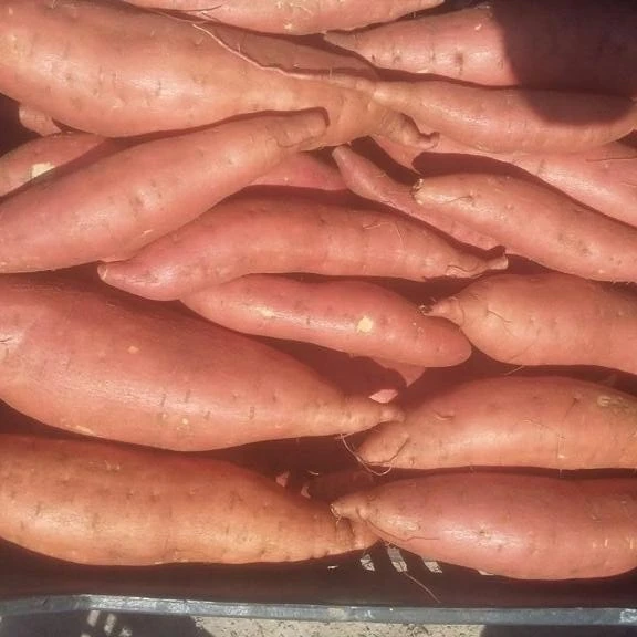 
EGYPTIAN FRESH SWEET POTATO 