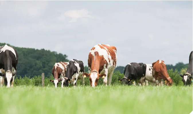 Healthy Live Dairy Cows/Pregnant Jersey Cows
