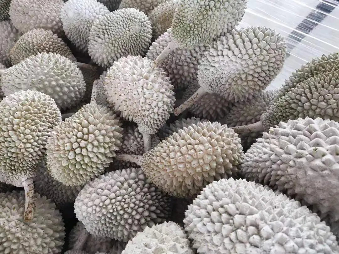 [MUSANG KING] TOP QUALITY GRAGE A EXPORT WHOLE FRUIT