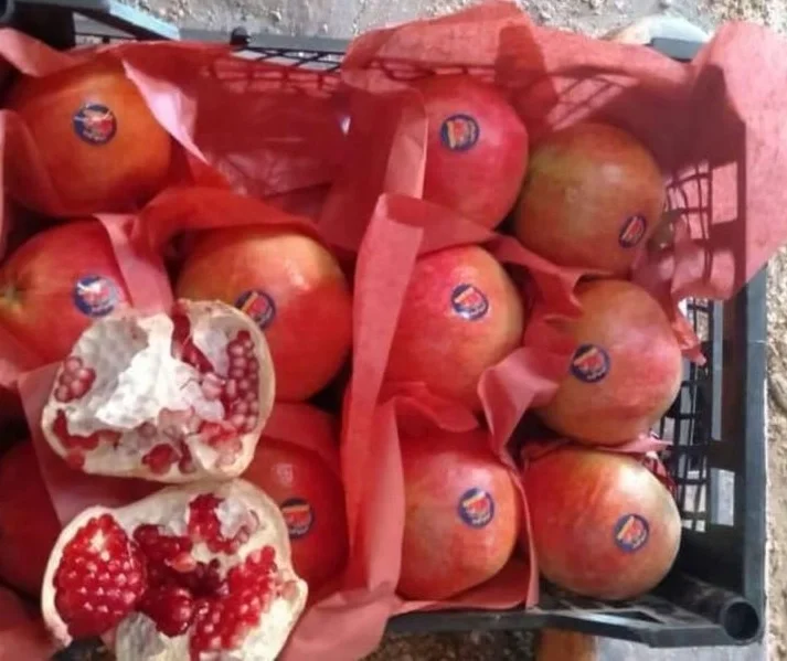 
CHEAP EGYPTIAN POMEGRANATE 