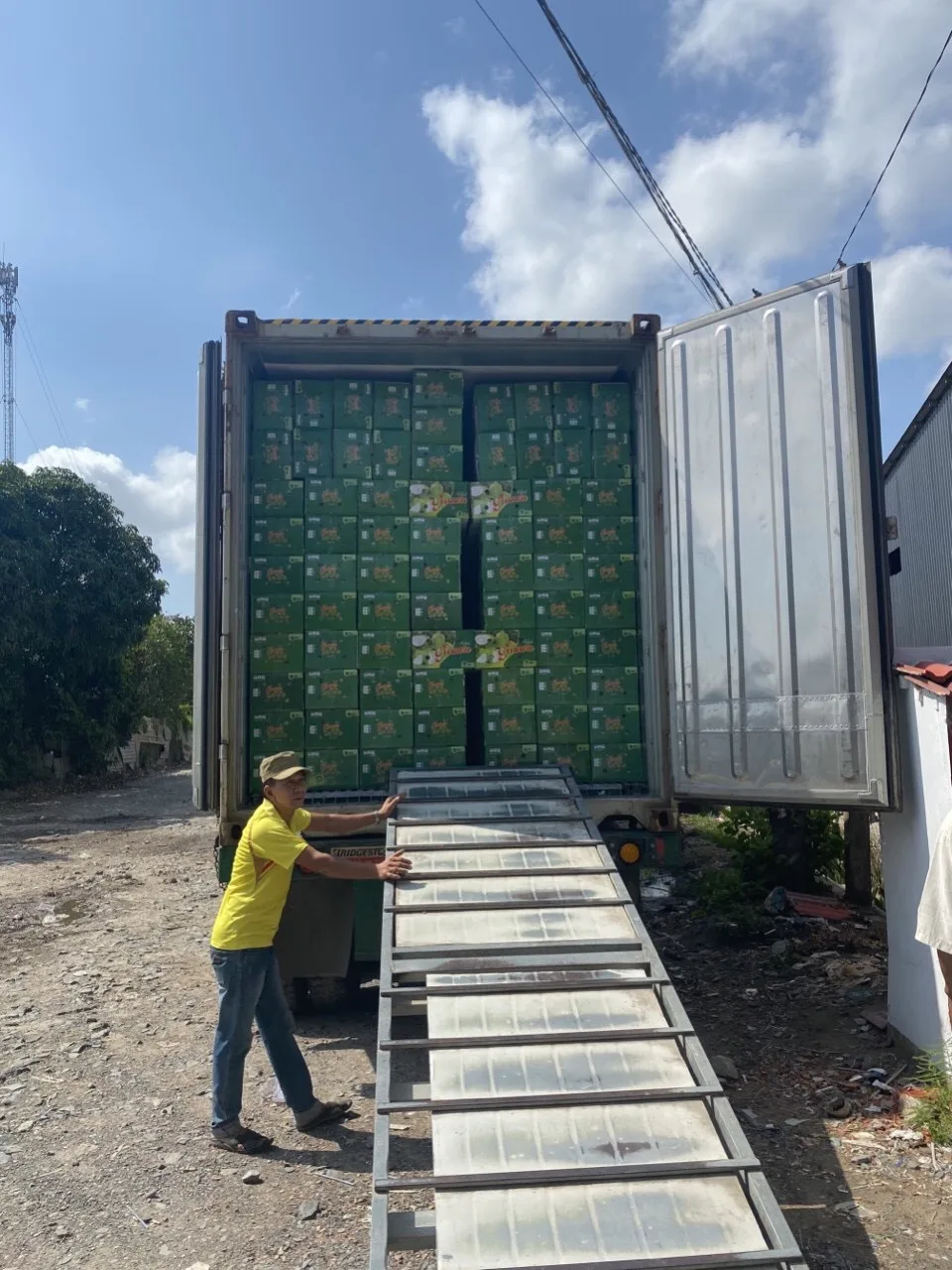 
New crop 2020 fresh guava fruit origin from Vietnam 