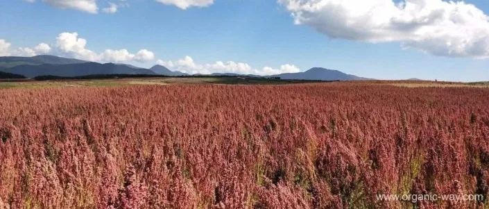 Best Supply Organic White Quinoa