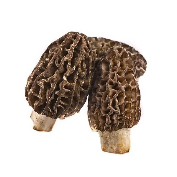 morel mushroom1.jpg