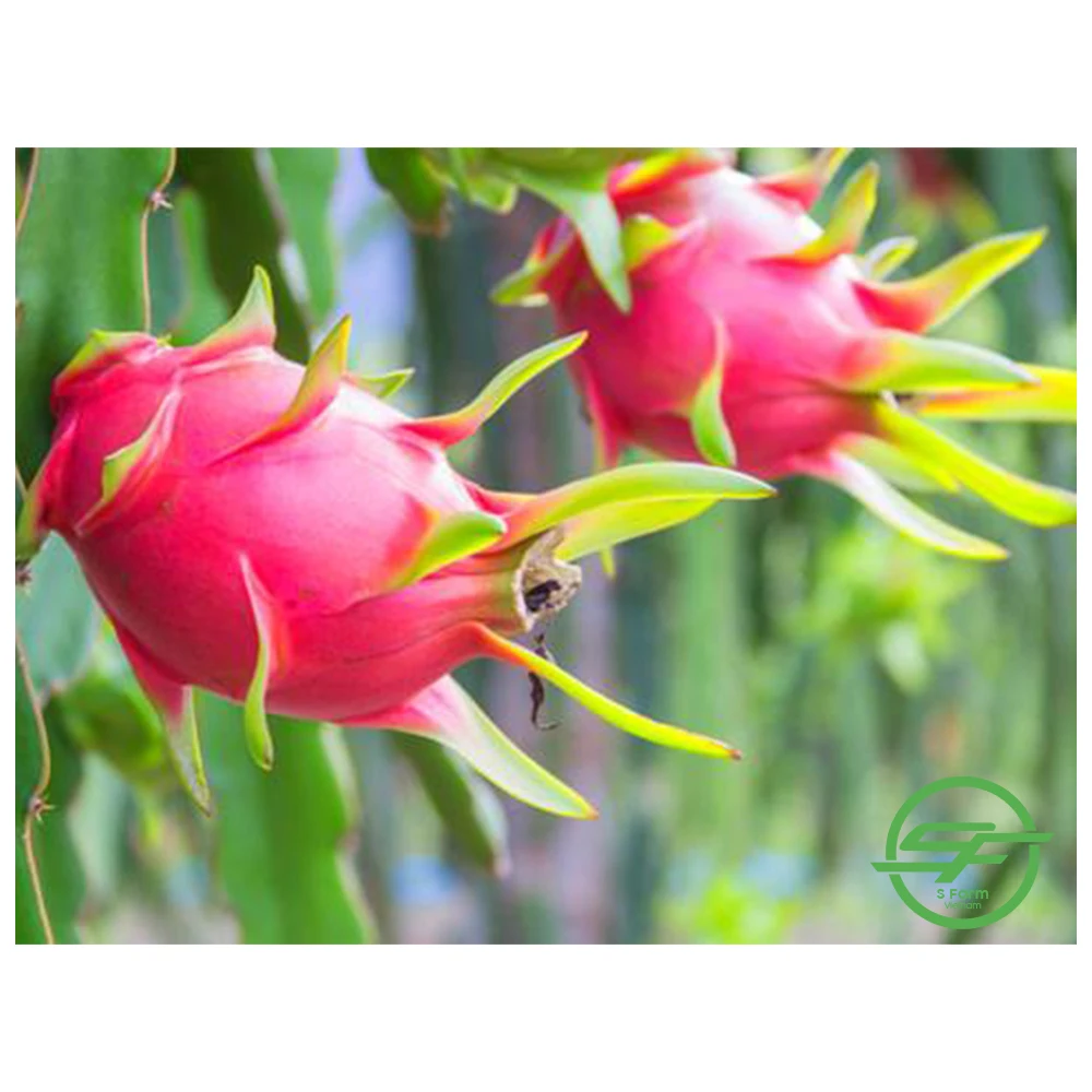 Свежий фрукт дракона для экспорта со стандартным качеством, тщательно упакован и по лучшей цене