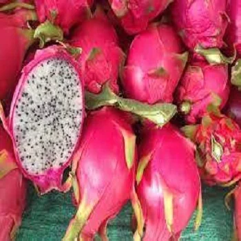 Fresh Dragon fruit with best price