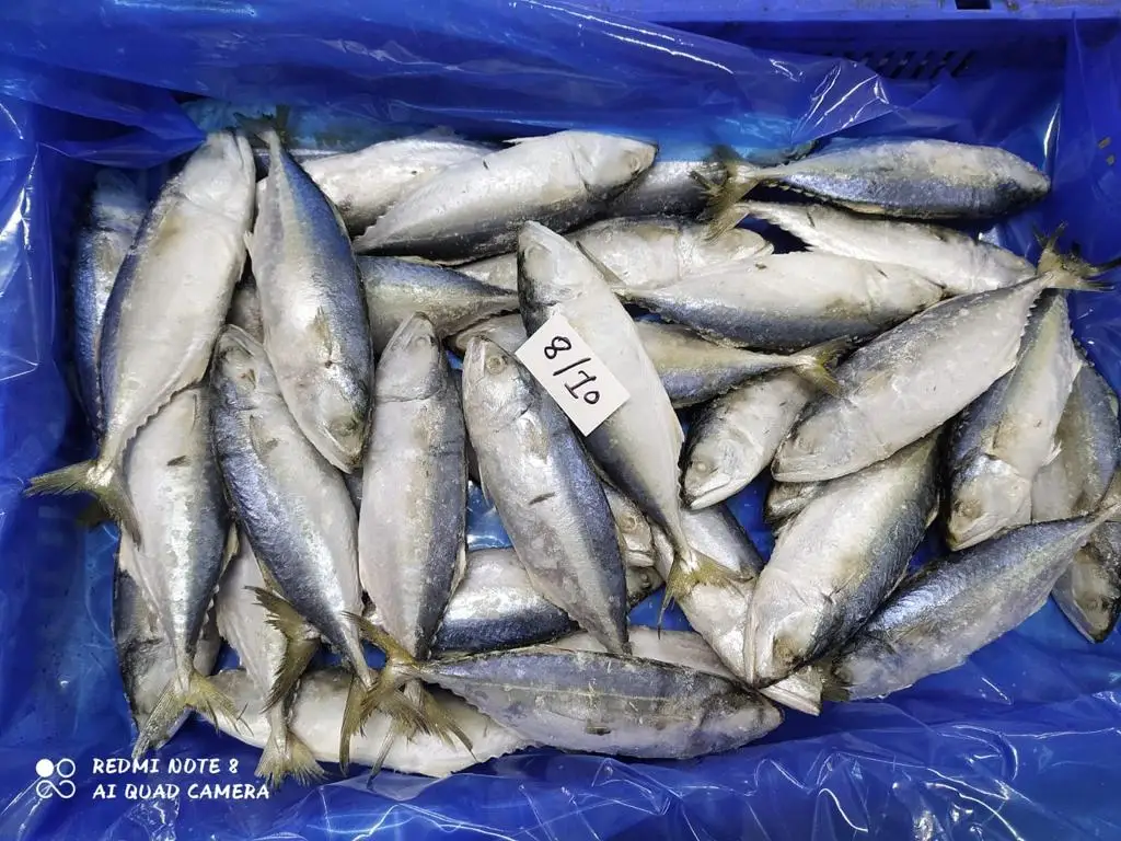 Замороженная индийская скумбрия