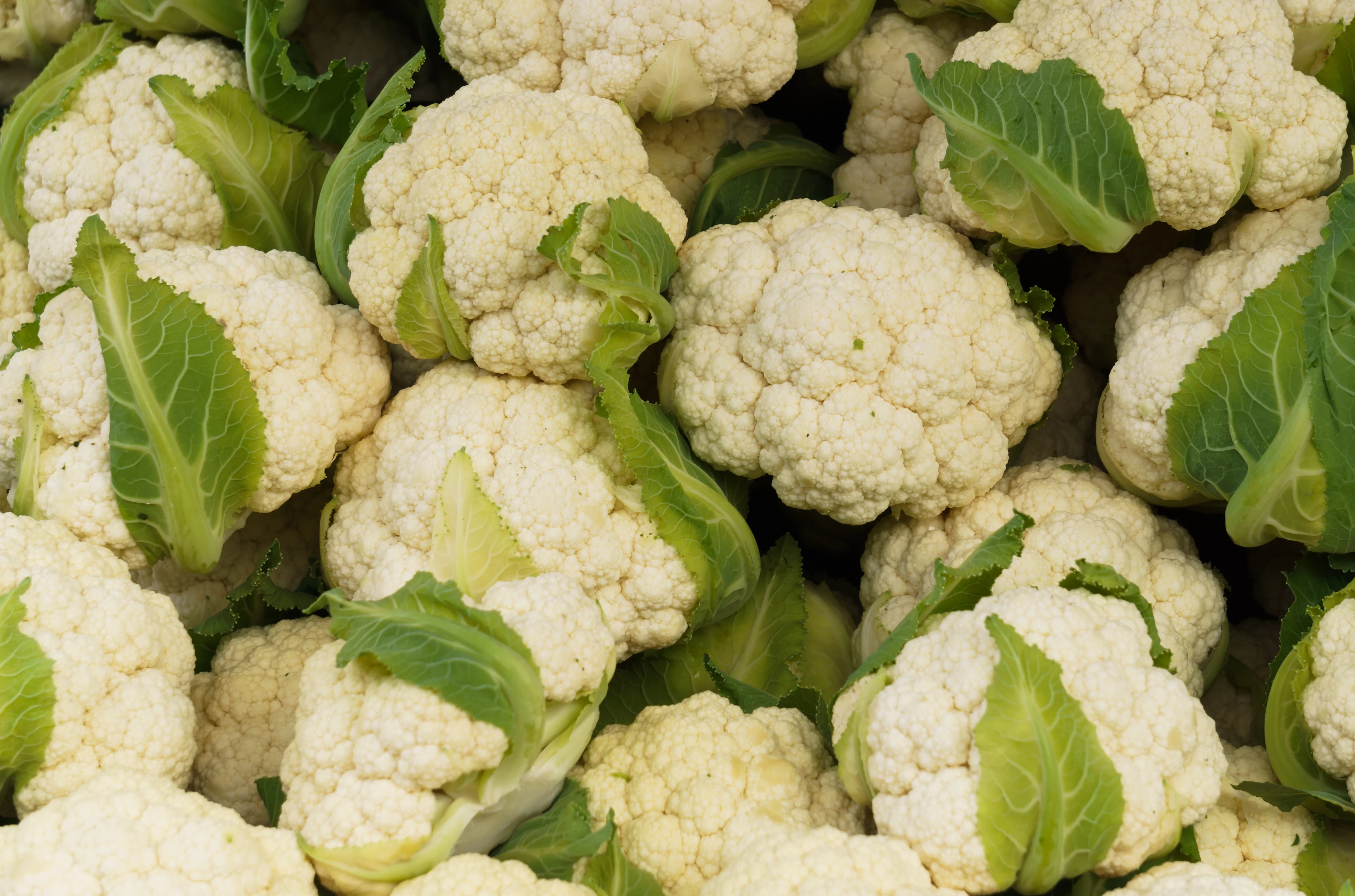 Fresh Cauliflower Common Wholesale Other Fresh Vegetables High Quality Fresh Vegetable Cauliflower