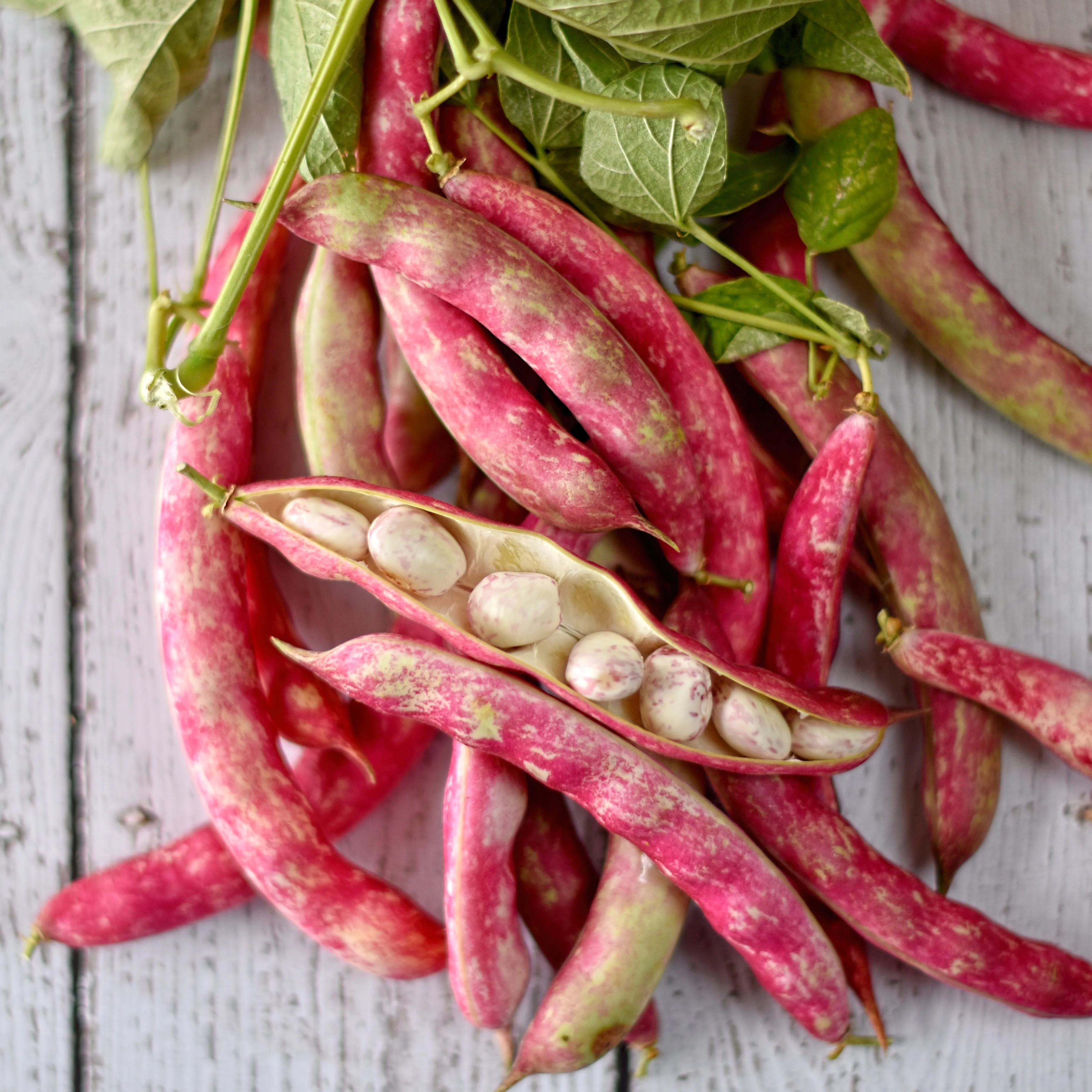 
High in antioxidants Cranberry Beans 2,55 Kg Canned Borlotti baked beans 
