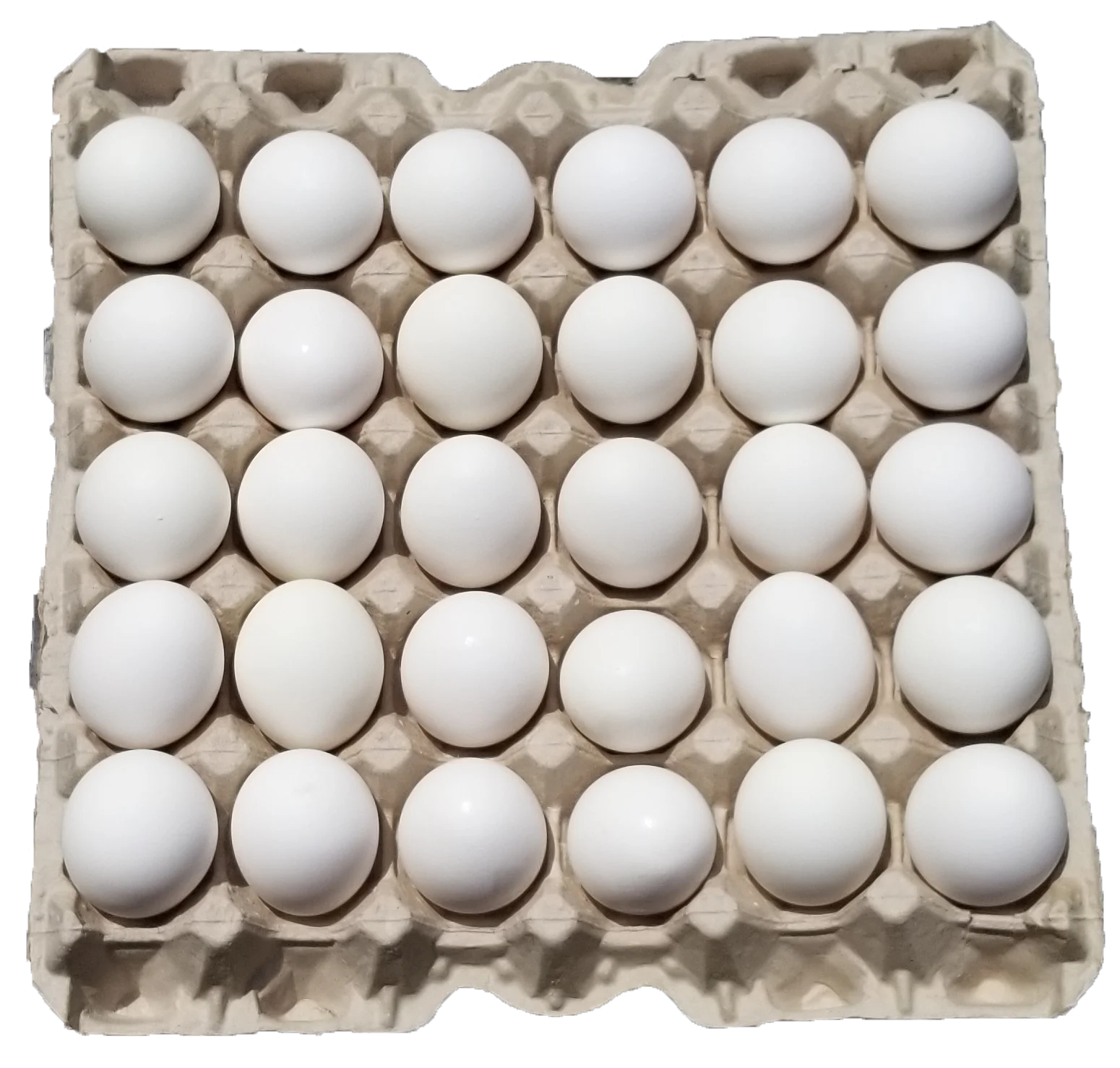 Poultry Eggs - Fresh White Eggs