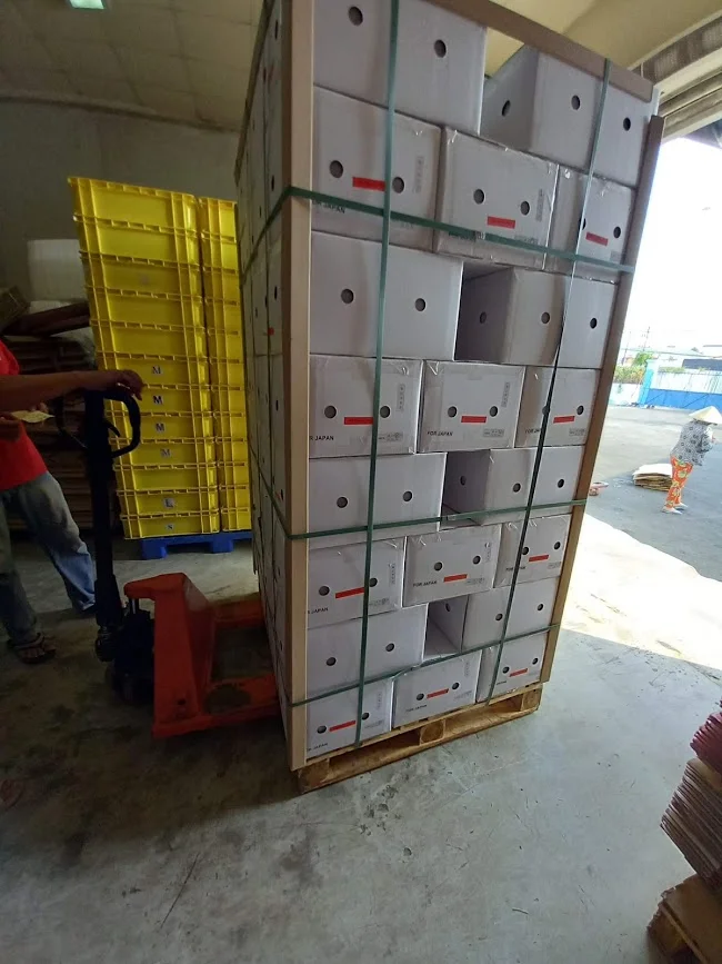 
2021 Fresh Guava Made From Vietnam Packed In Carton 5Kg 9Kg 9.5Kg 10Kg Net Weight 0084 947 900 124 