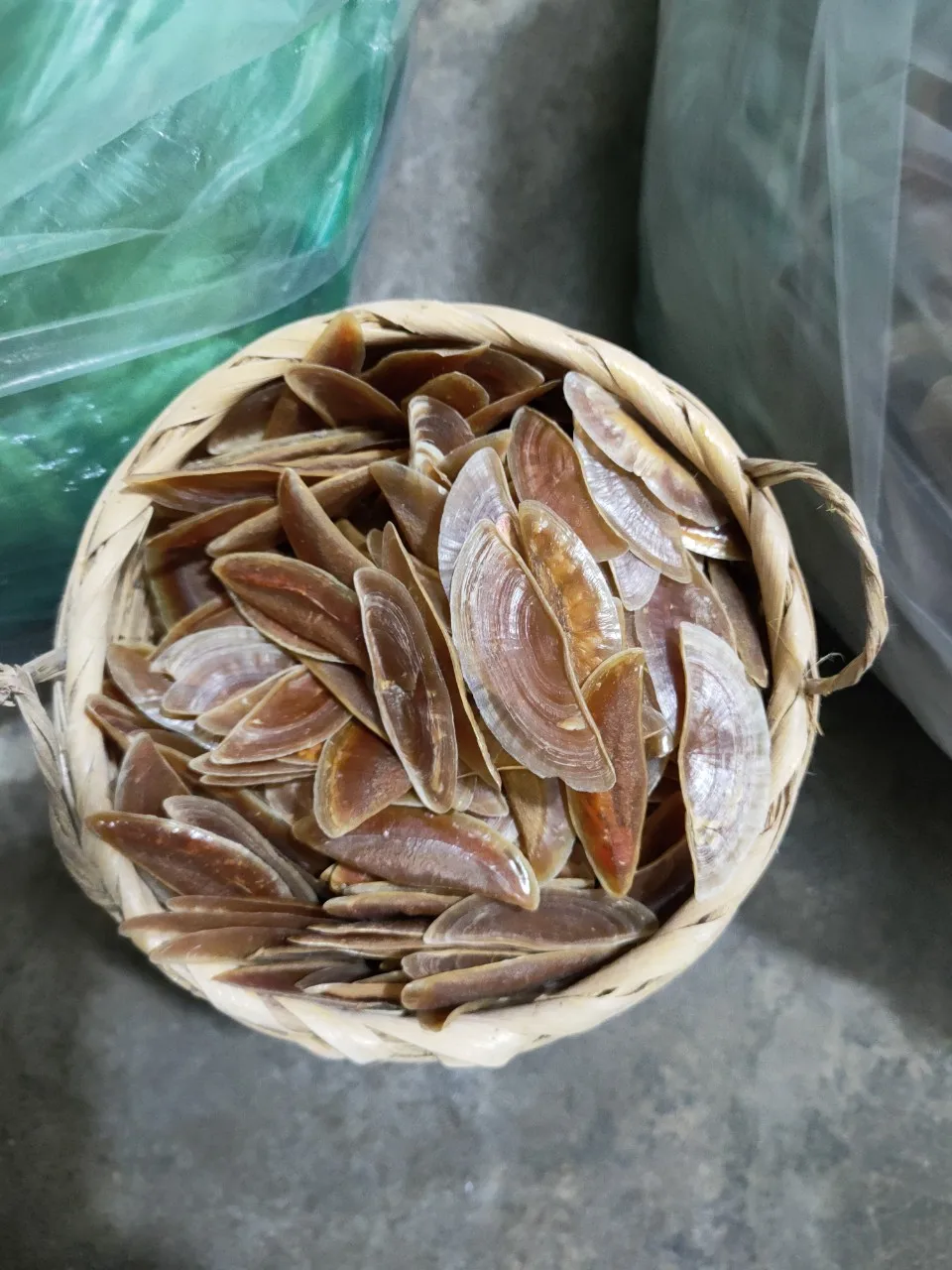 Openculum Seashell Вьетнам для изготовления парфюма высокого качества