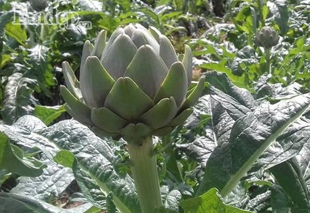  Новый урожай Замороженных цветов артишока-праздник: + 84-845-639-639