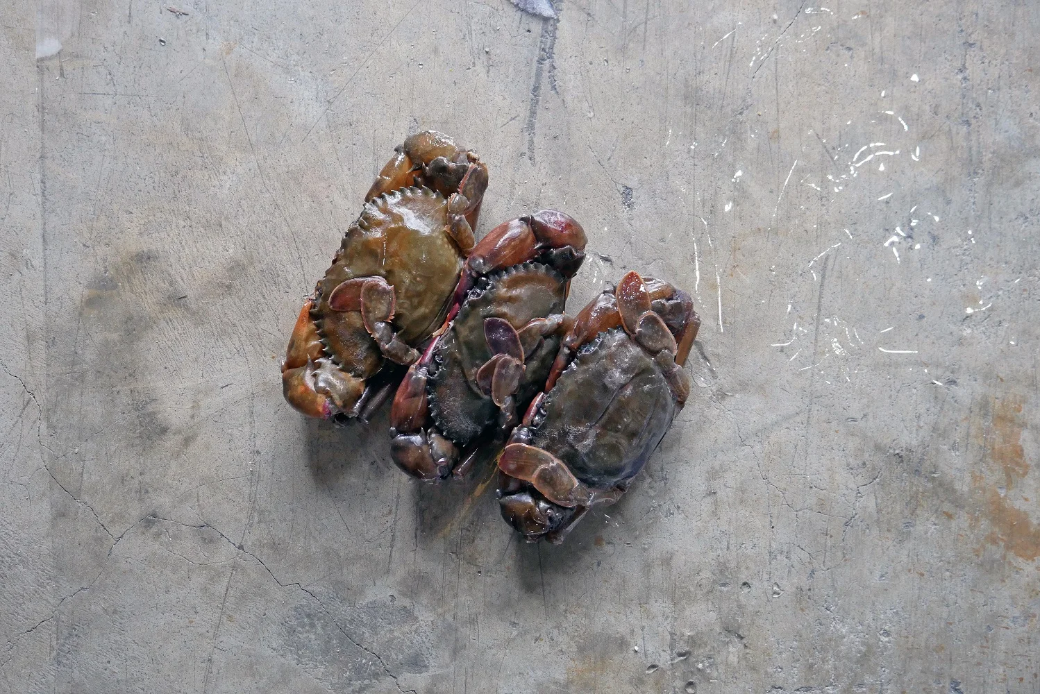 SOFT SHELL CRAB 1.jpg