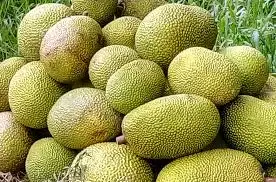 Премиум замороженные фрукты //// горячая сделка // WhatsApp: Ms.Pinky (+ 84) 35 9268 345