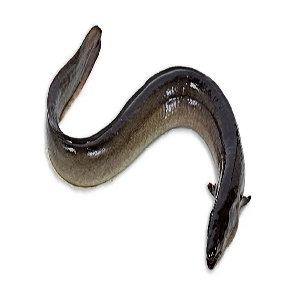 Eel fish live frozen 100% export quality