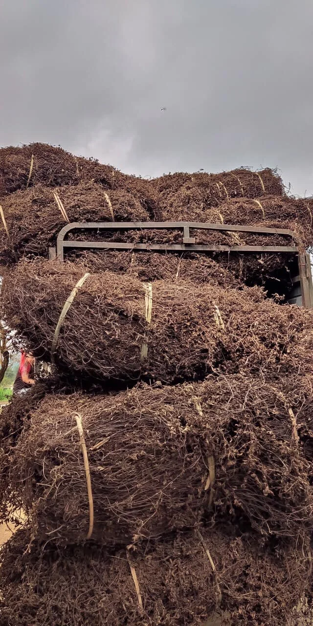 Сушеные травы желе листья делают Топпинг для напитков/мисс нефрит + 84762262344