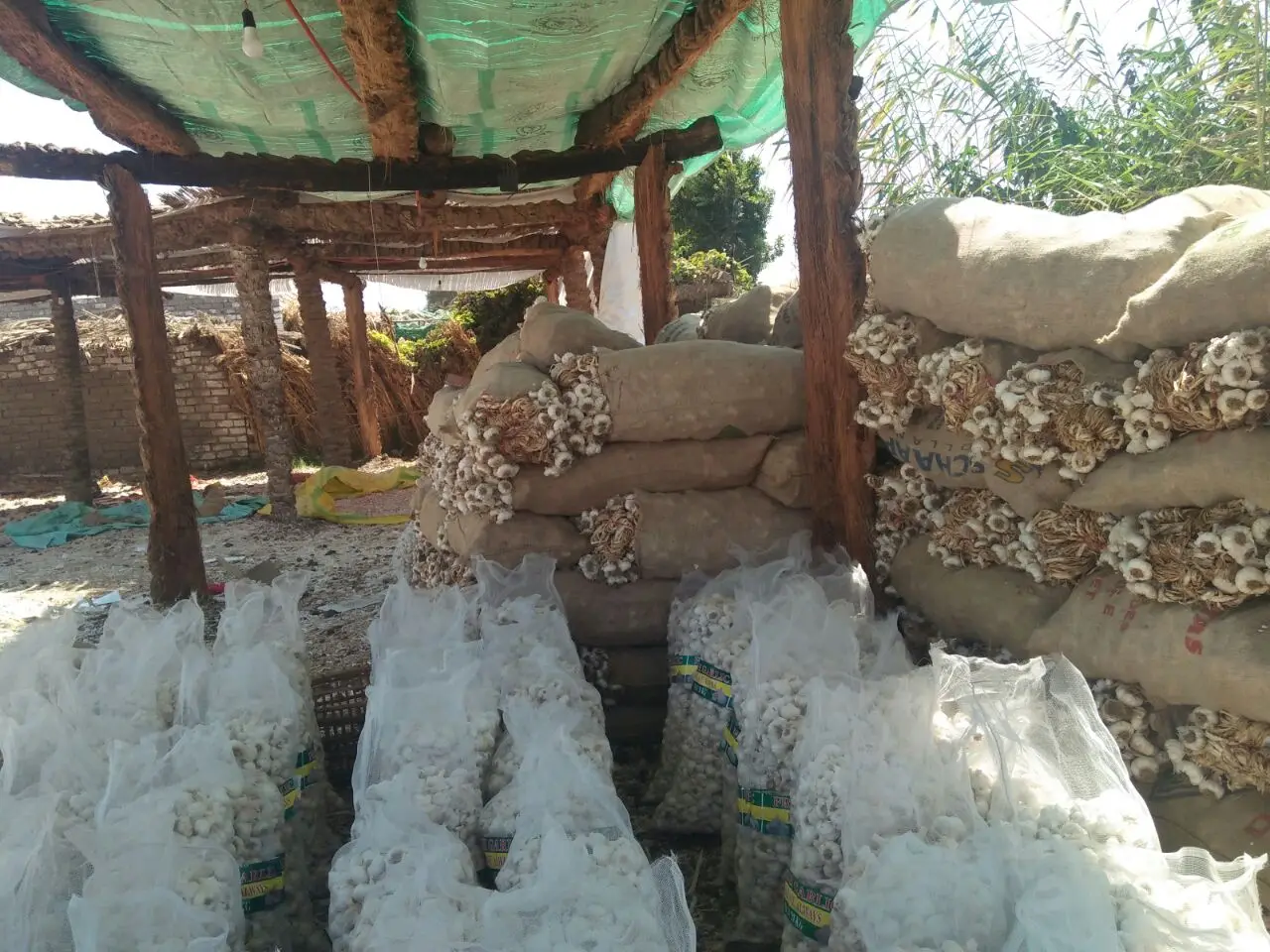 Garlic Scented High Quality Exclusive Flavor GARLIC