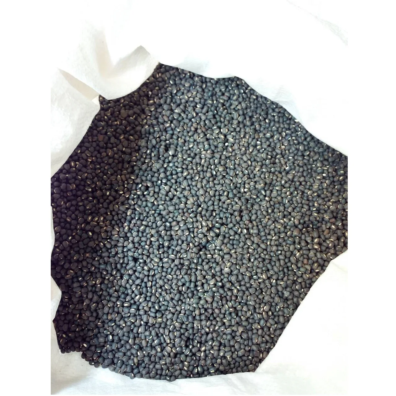 
Dry Storage Myanmar 14% Max Moisture 25kg AD Drying Common Cultivation Dried Urad Bean Black Bulk PP Bags (WhatsApp: +6581317198 