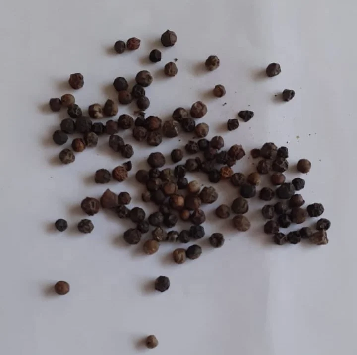 Madagascar Organic Bulk Sun Dried Spice Grade A Harvest High Quality Good Price Black Pepper