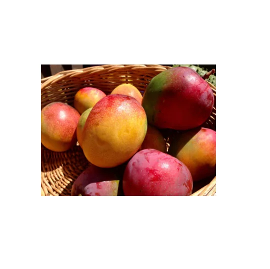 
Fresh HADEN MANGOES best price Wholesale supplier 
