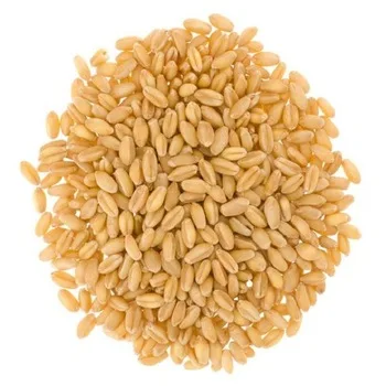 
Wheat Seeds/Wheat Flour/ Wheat Grain 
