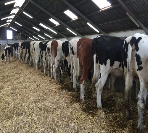 Healthy Dairy Cows/ Pregnant Holstein Heifers Cow