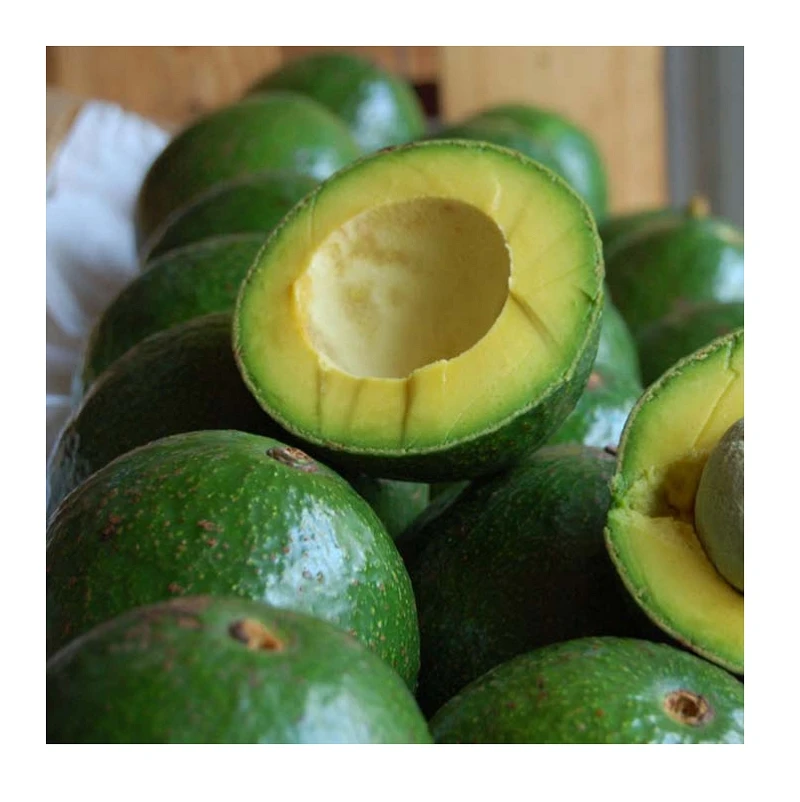 
Premium grade Exporting Organic Agricultural Fruits Green Organic Fresh Avocados 