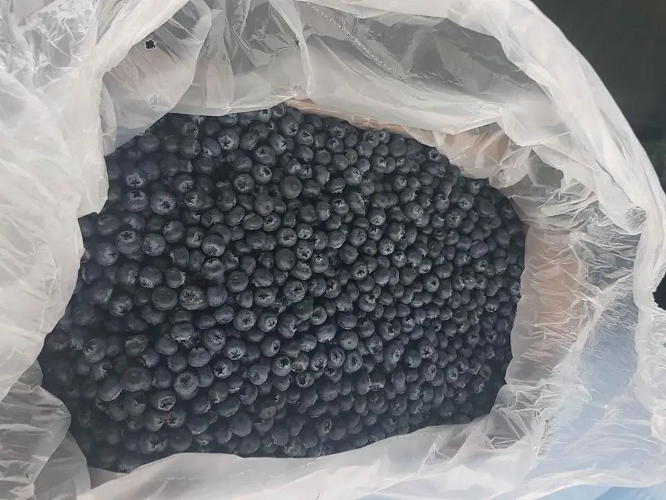 GHRFR (17) - Copy.jpg