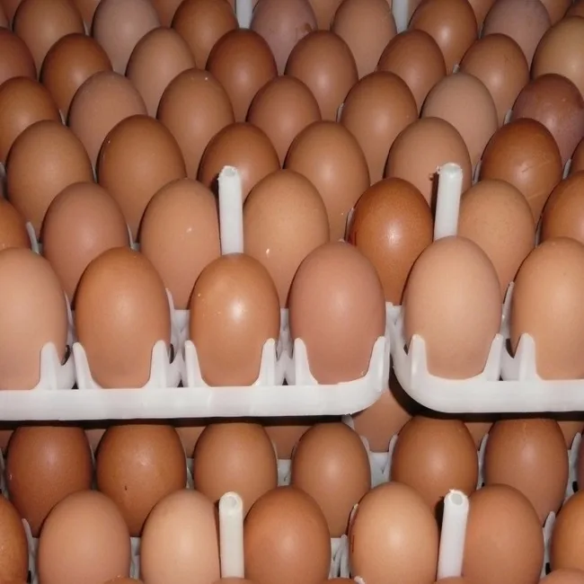 Farm Fresh Chicken Table Eggs / White Supplier of Fresh Protein Rich Farm Chicken Eggs
