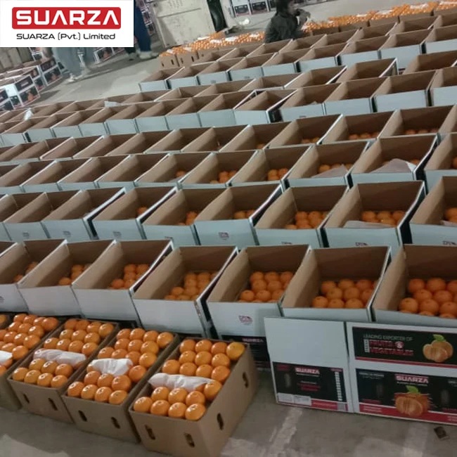 Wholesale fresh Pakistani nanfeng honey baby mandarin