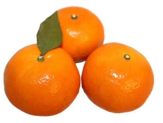 Whole sale  Best Fresh Mandarin Orange With Top High Quality