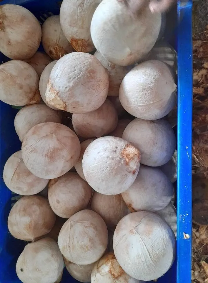 Свежий молодой кокос для оптовой продажи/полуочищенный из Вьетнама/быстрый ответ