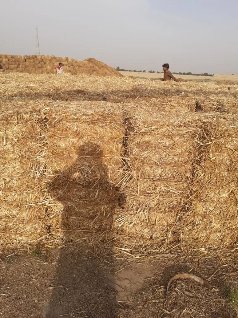 Желтая Пшеничная солома сеновые тюки/Пшеничная пресс-тюки корм для животных