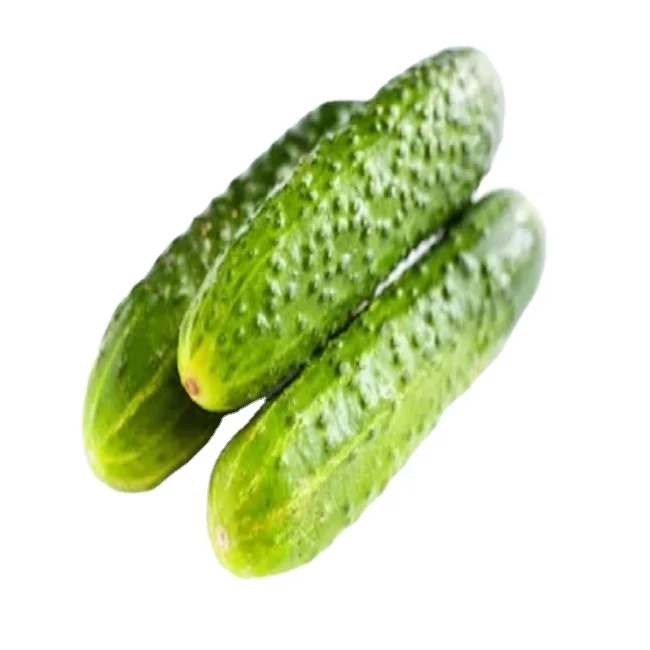 Indian Processed Gherkins in Drum 240 Ltrs/260 Ltrs/ Buckets 15 Kgs  Grade 1-4 CM