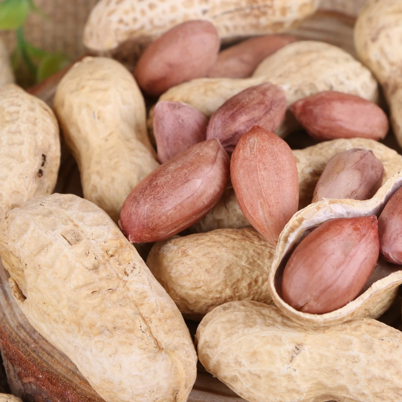 
Bold Peanut Seed Exporter and Wholesale From India 
