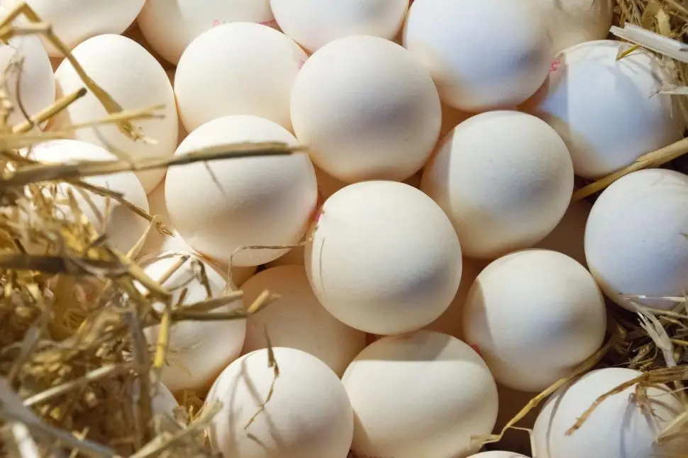Большое количество лучшее качество белое куриное яйцо для продажи по