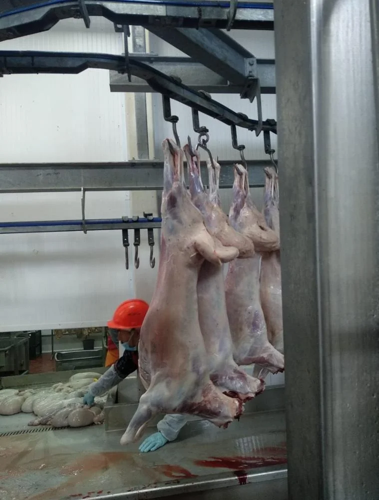 Chilled Lamb meat halal 100% grass fed