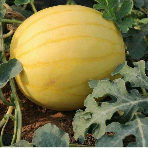 
W23 Jinfu очень ранние Зрелые семена желтого арбуза, фрукты небольшого размера, сладкие и высокая урожайность 