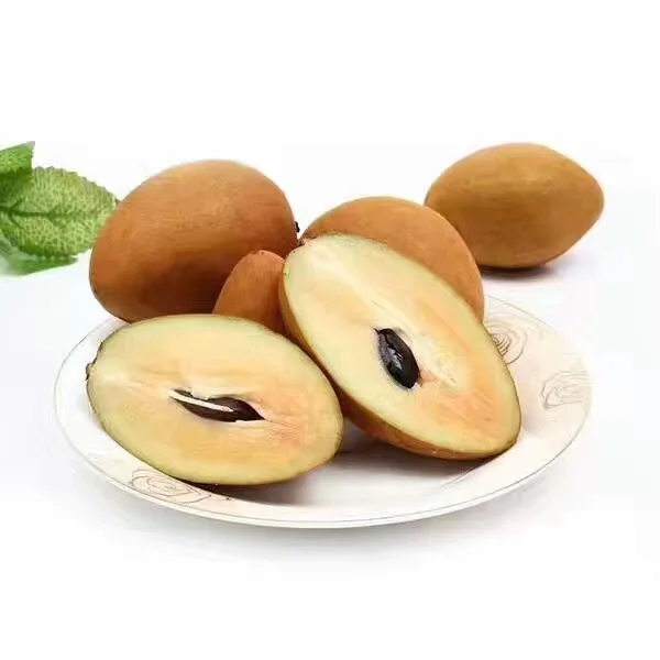 Оптовая продажа, саженцы фруктового дерева высокого качества Manilkara zapota