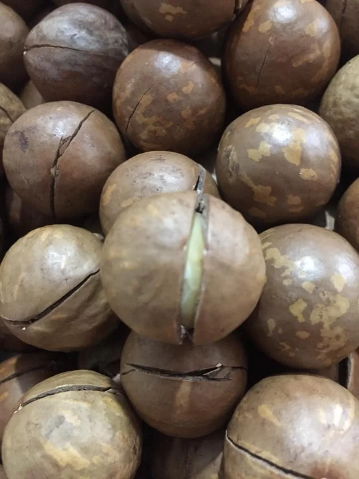 Maccadamia nuts High quality healthy - macadamia nuts size 25mm bag 5000gr from Vietnam