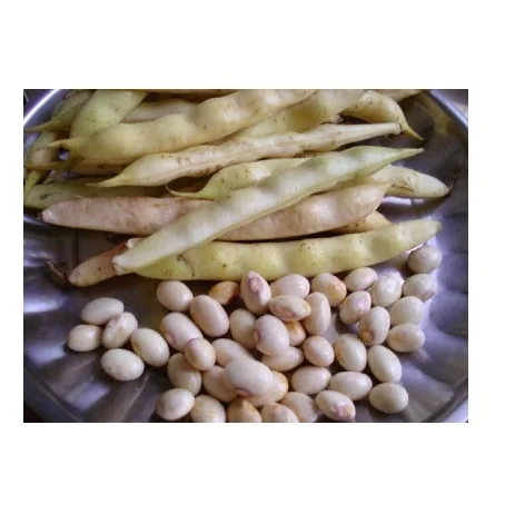 
Best Price White Butter Beans Available In Bulk Quantity 