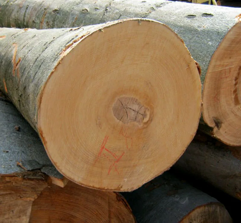 Beech Sawn Logs, 40+ cm Diameter