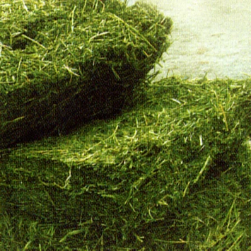 High Grade Alfalfa hay For Sale