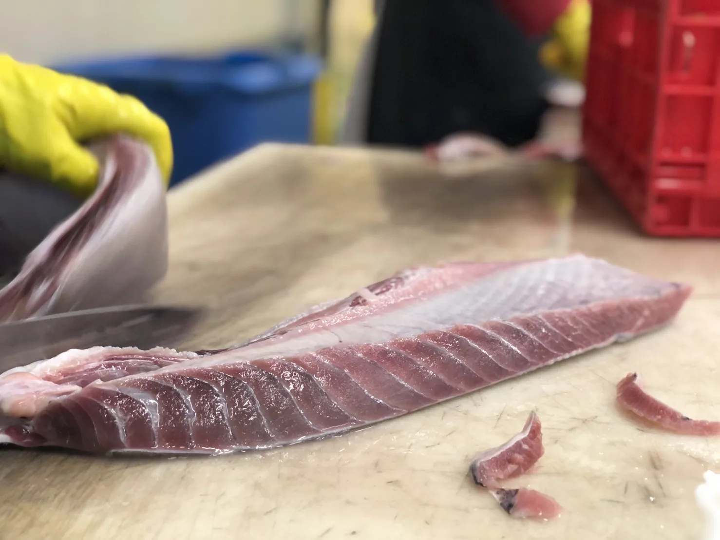 
Best seller IQF Yellowfin frozen Tuna Belly for canned tuna 